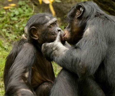 do apes kiss